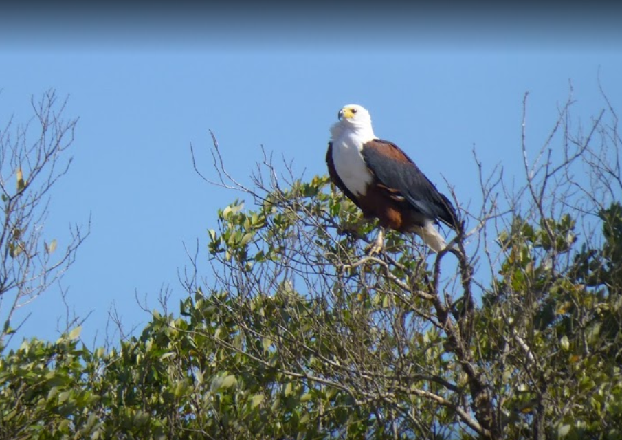 isimangaliso-wetland-park-former-greater-st-lucia-wetlands-park